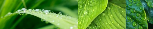 Medioambiente